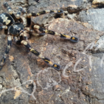 Poecilotheria subfusca adultes Weibchen