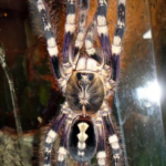 Poecilotheria spec. lowland adultes Weibchen