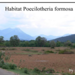 Poecilotheria formosa Habitat (Foto: Dr.H.Krehenwinkel)