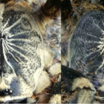 Farbunterschied innerhalb eines Kokons bei P.subfusca