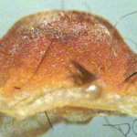 Spermathek P.subfusca