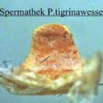 Spermathek P.tigrinawesseli