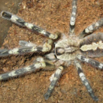 Poecilotheria smithi adultes Weibchen