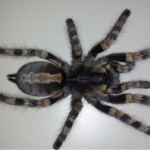 Poecilotheria formosa adultes Weibchen