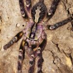 Poecilotheria ornata adultes Weibchen
