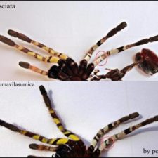 Unterschied P. fasciata / P. hanumavilasumica