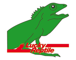 lucky-reptile